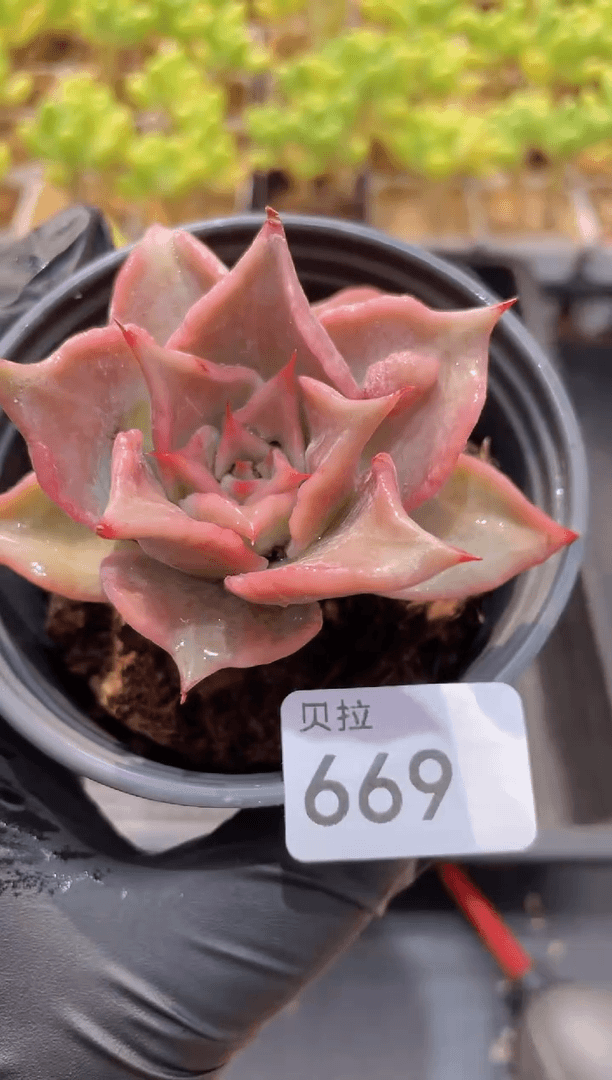 【闪购商品】669饺子皮