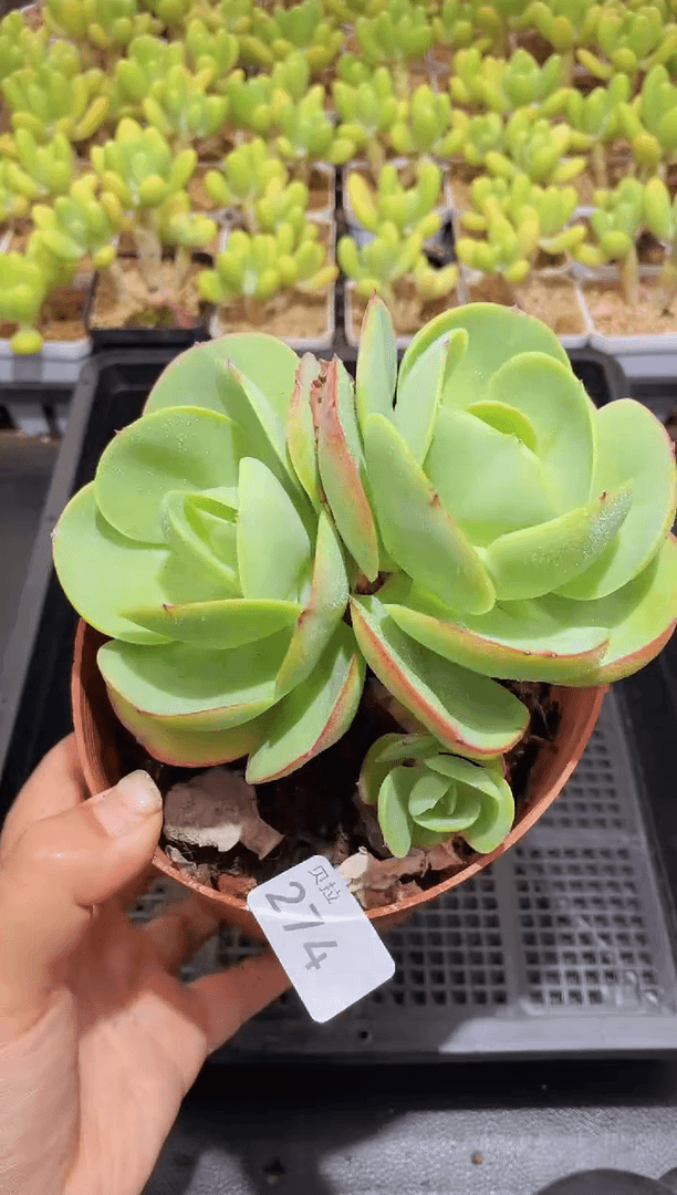 【闪购商品】274碧桃