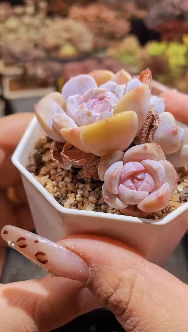 【闪购商品】077糖心汉堡