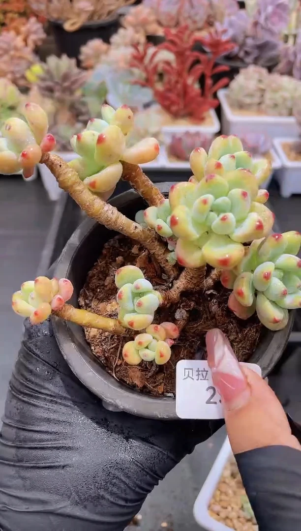 【闪购商品】239罗琦