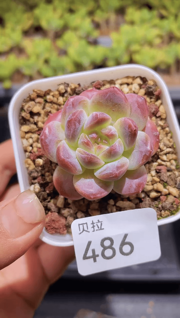 【闪购商品】486冰魄