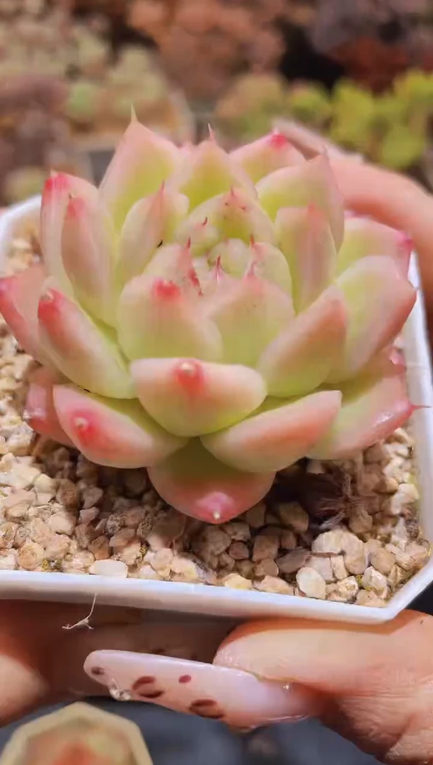 【闪购商品】783杏花微雨