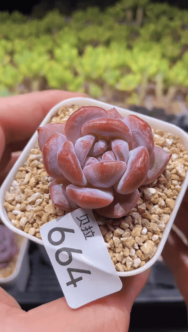 【闪购商品】664石榴籽心影