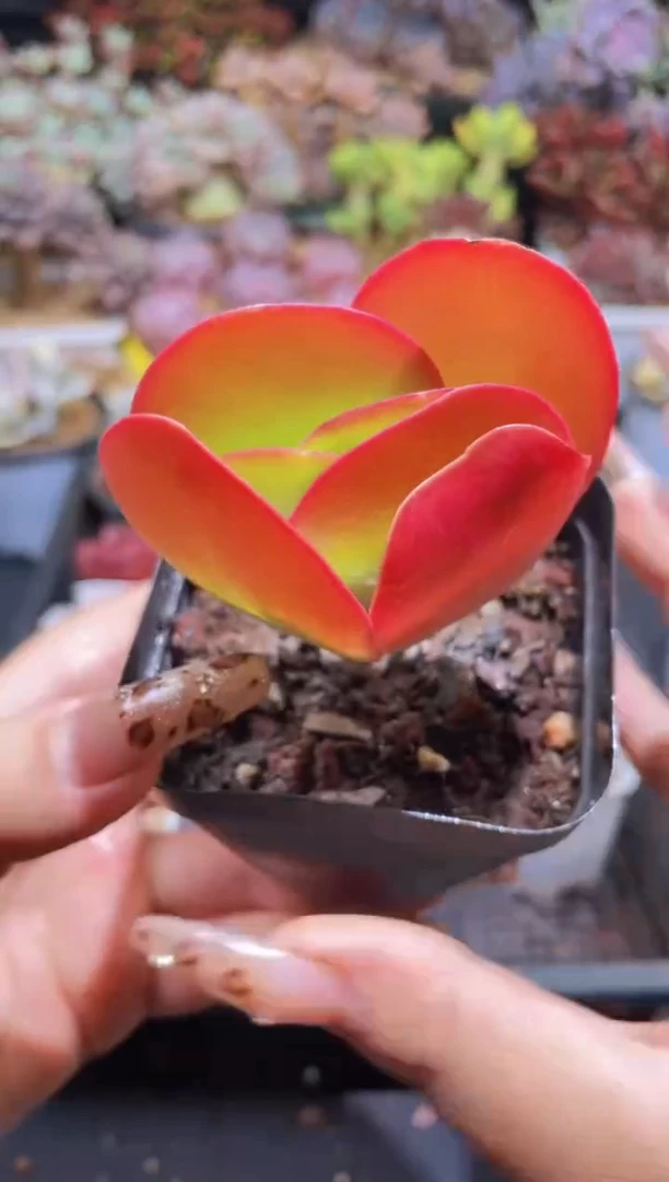 【闪购商品】181唐印