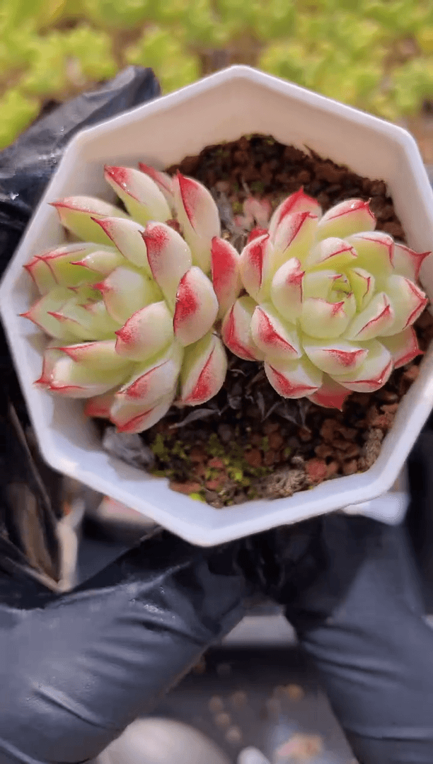 【闪购商品】248欢颜