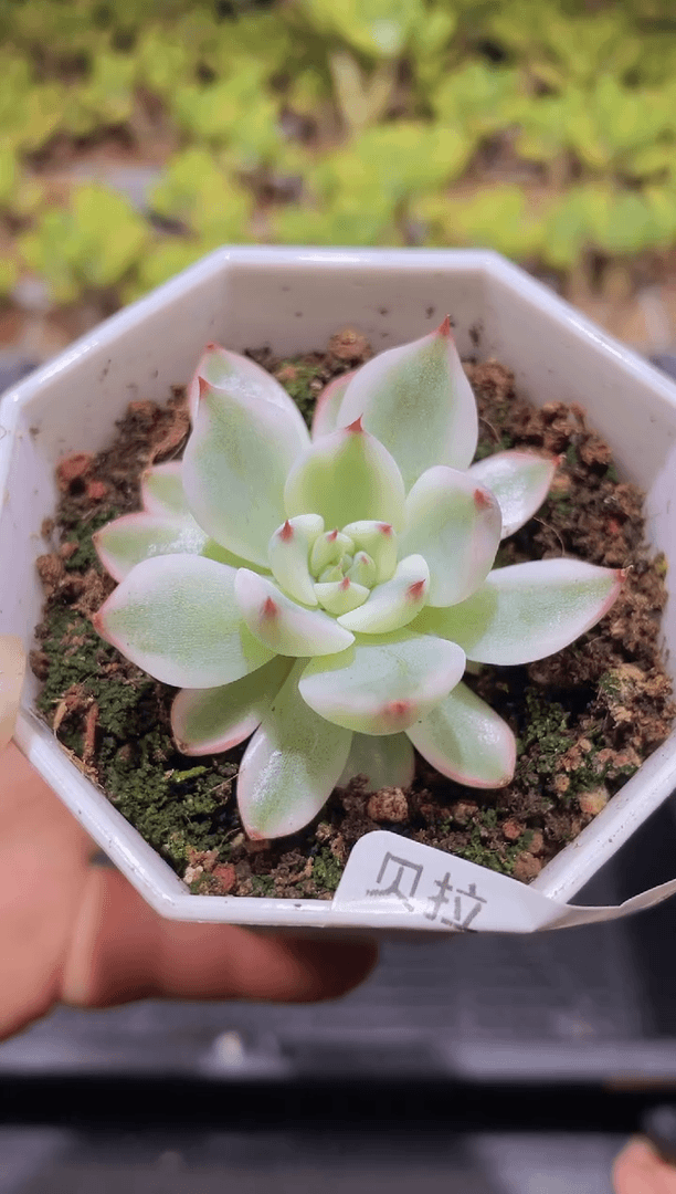 【闪购商品】789吉娃娃锦