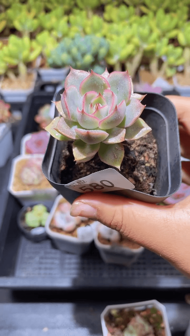 【闪购商品】580红缨