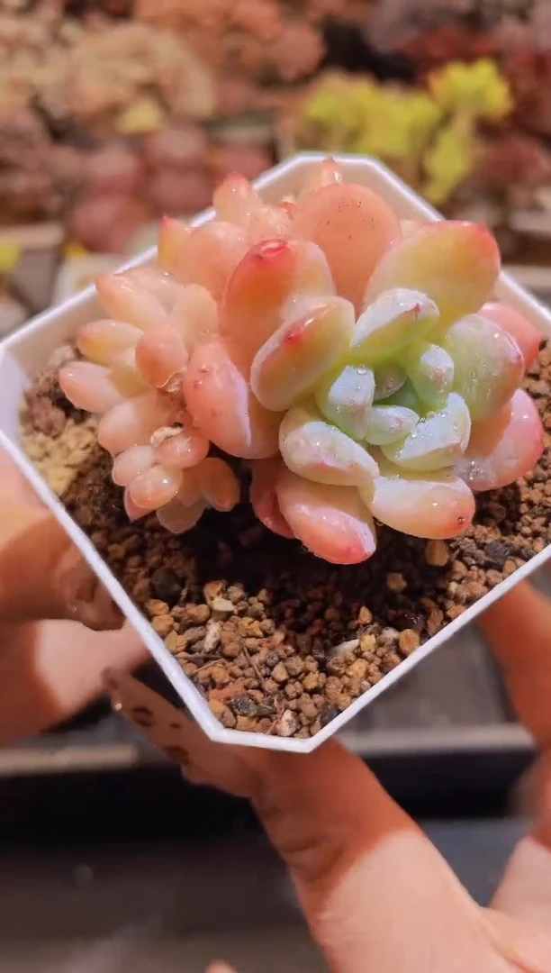 【闪购商品】273糖心冰玉