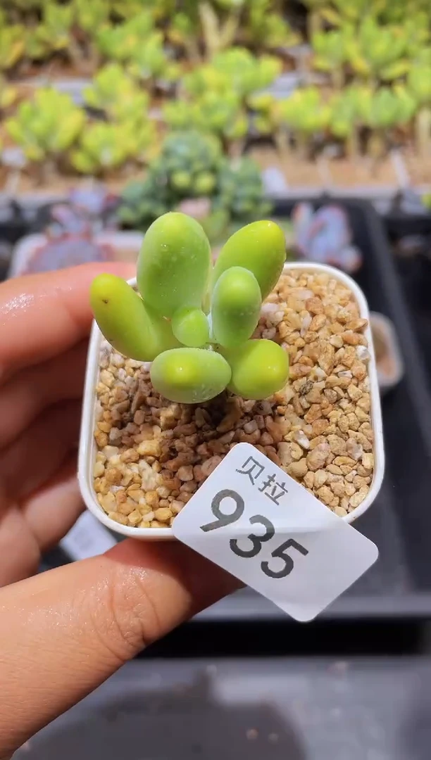 【闪购商品】935宝宝金