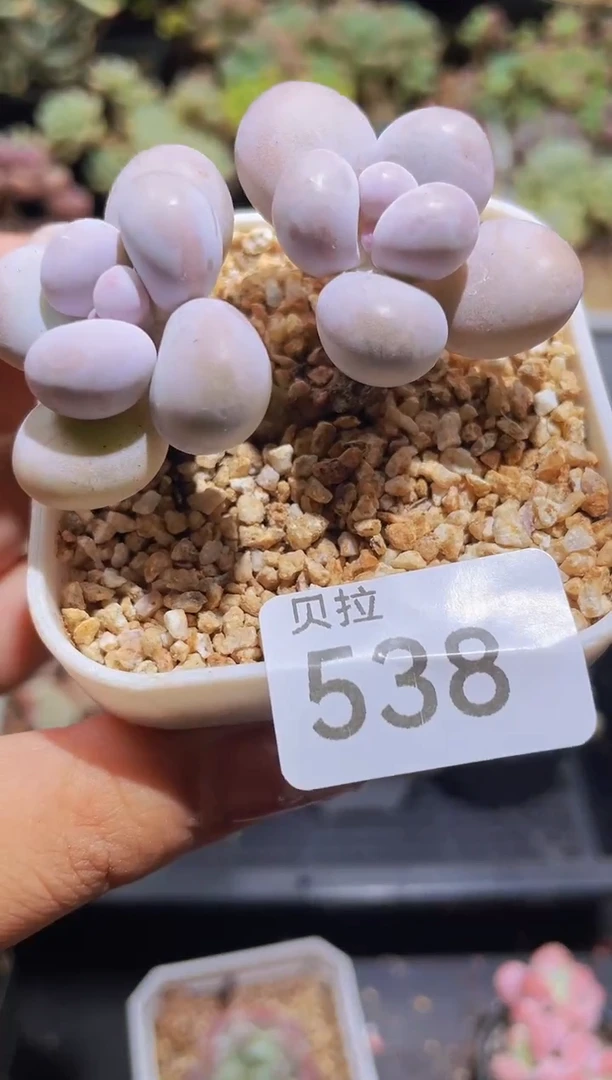 【闪购商品】538蛋黄奶