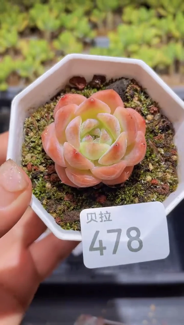 【闪购商品】478春日宴