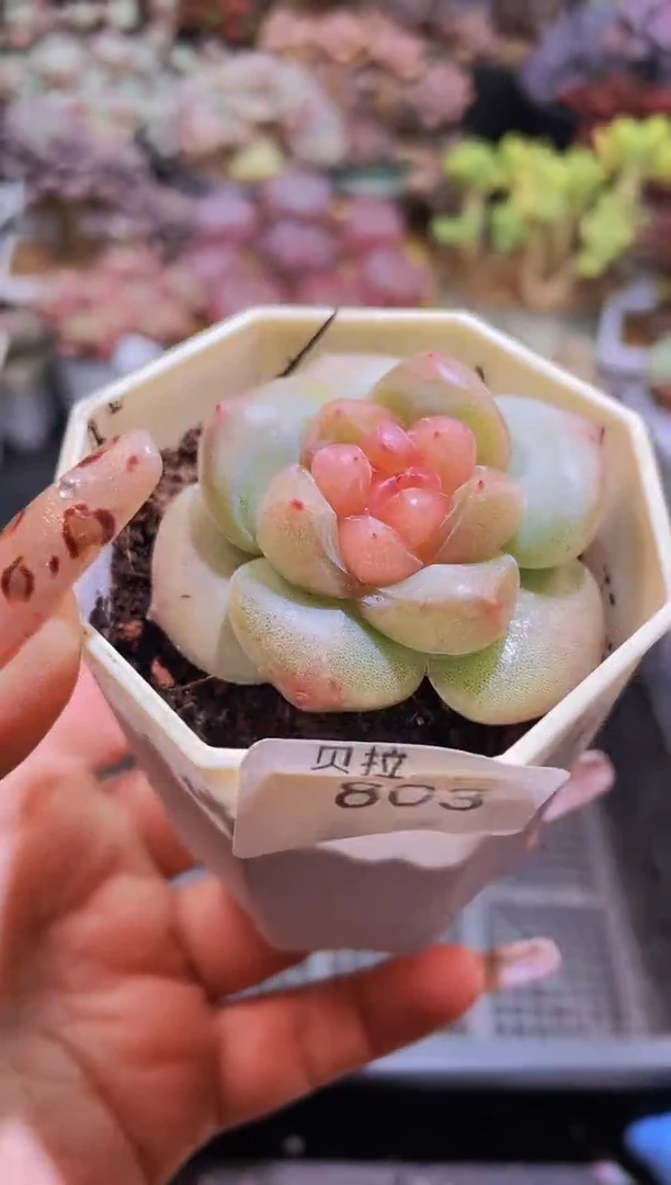 【闪购商品】803草莓爆珠