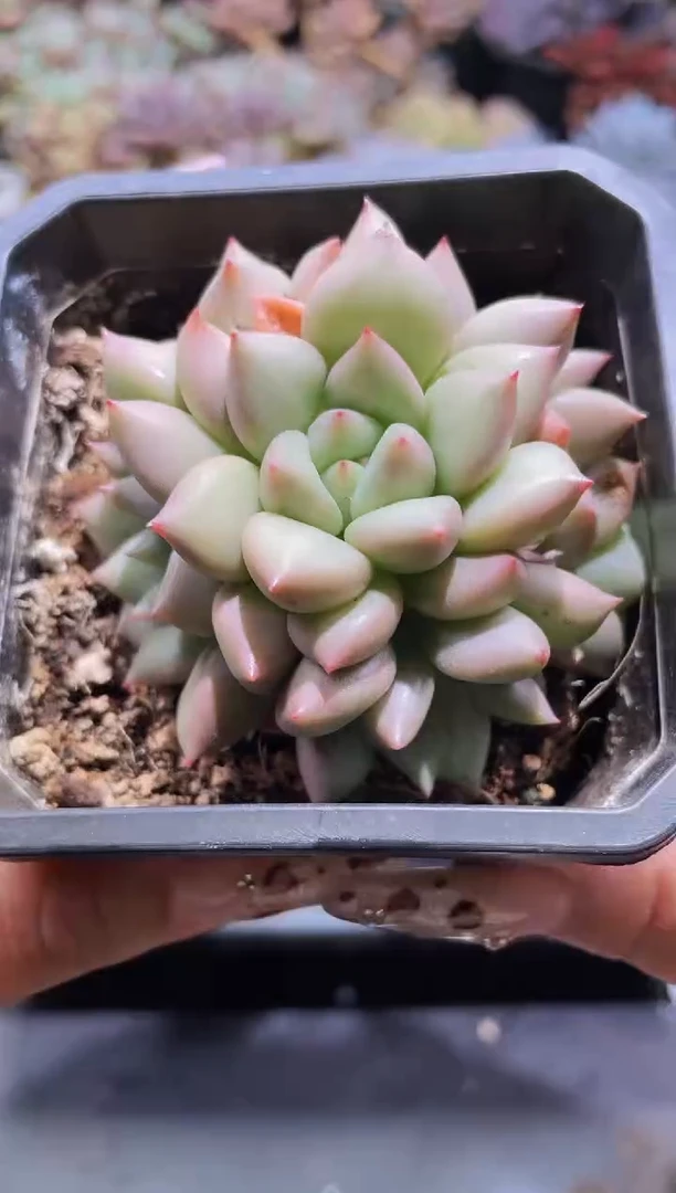 【闪购商品】790象牙