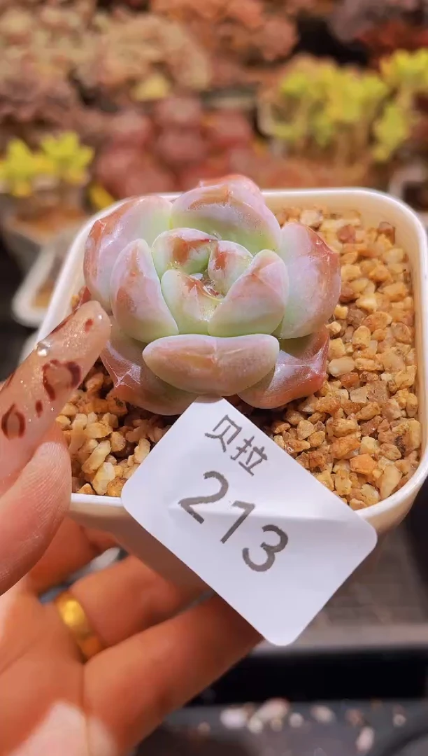 【闪购商品】213刚毅