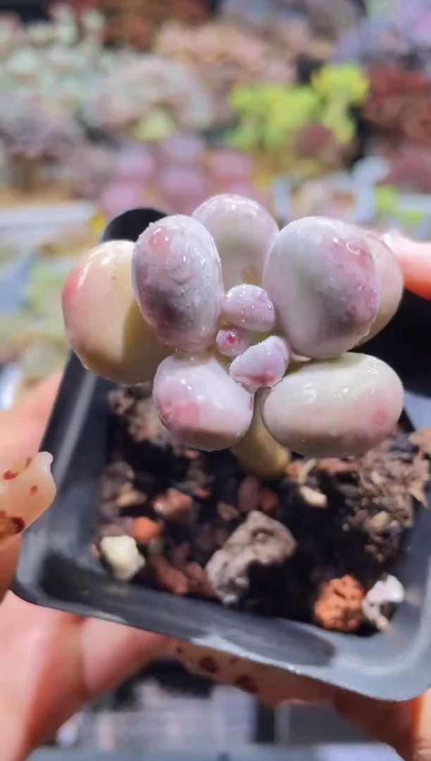 【闪购商品】107油煎奶酪