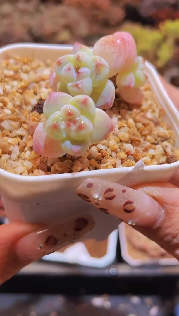 【闪购商品】225糖心冰玉