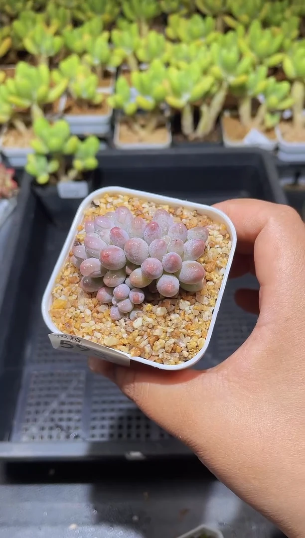 【闪购商品】593手指