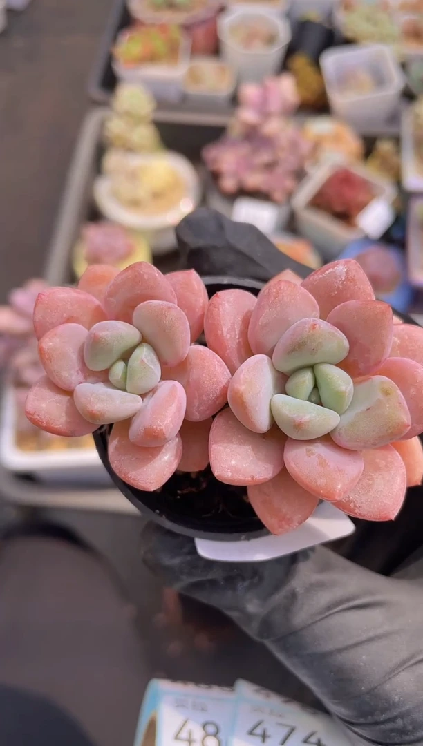 【闪购商品】469花斑露