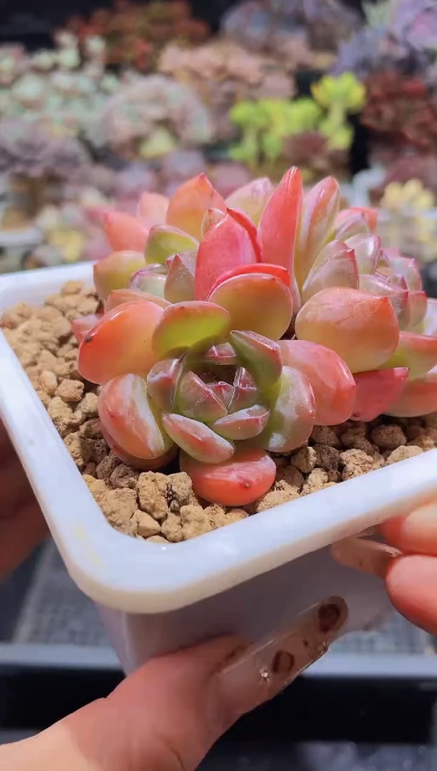 【闪购商品】822草莓蛋挞