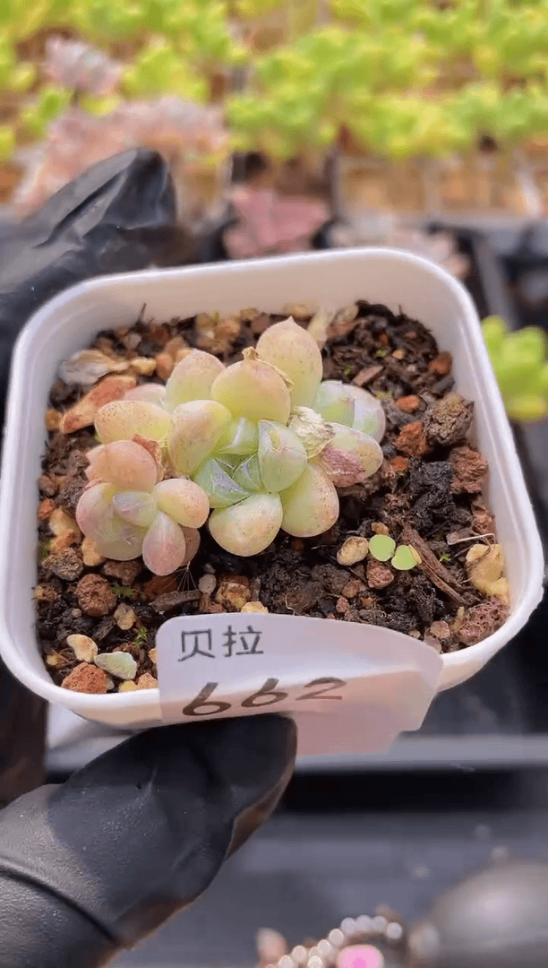 【闪购商品】662糖心冰玉