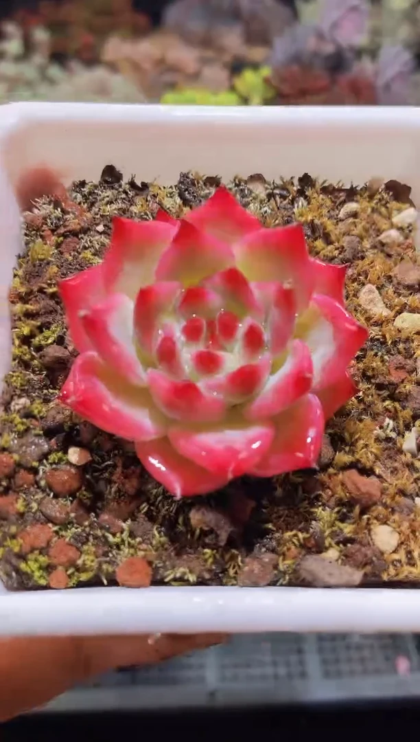 【闪购商品】416ak玛丽亚