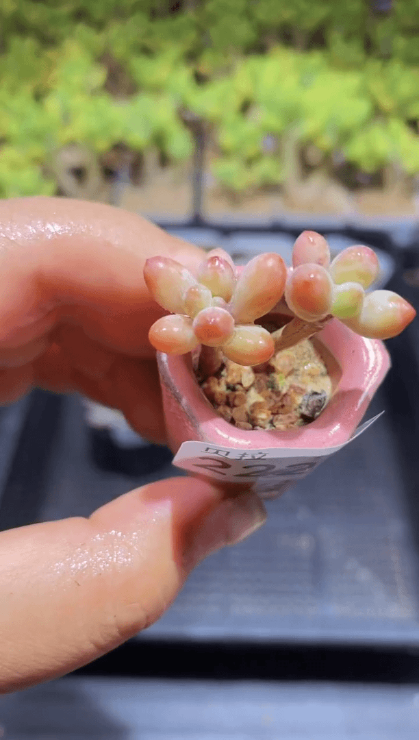 【闪购商品】222苹果奶带盆土发