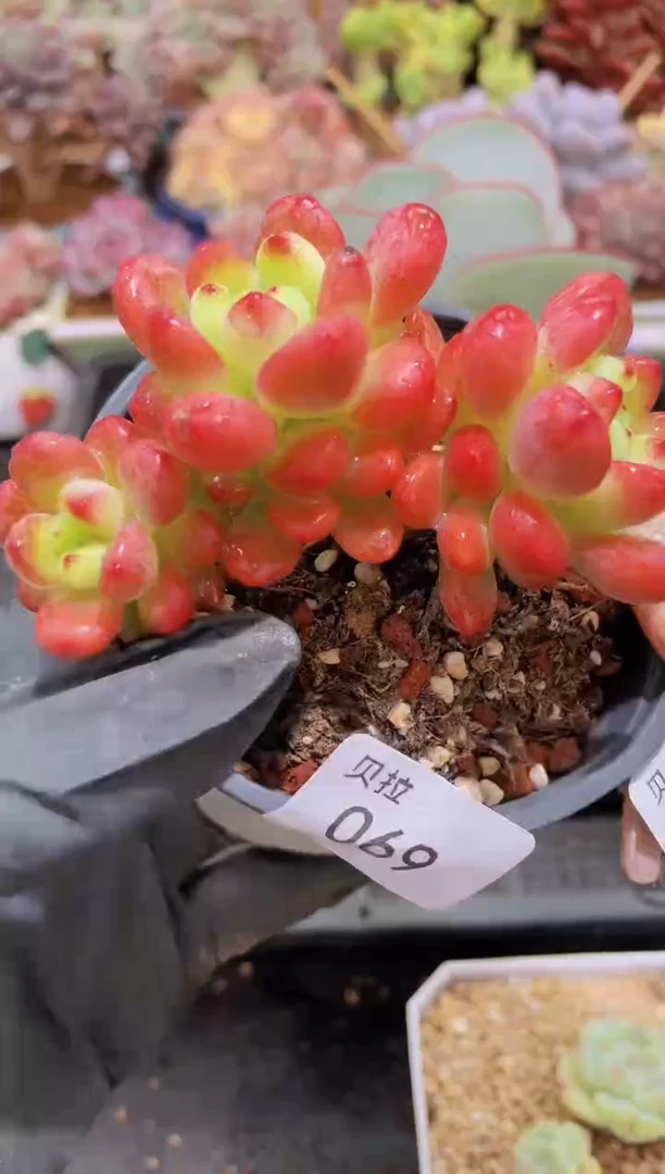 【闪购商品】069香格里拉