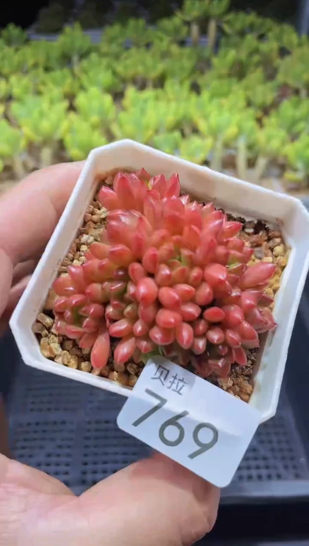 【闪购商品】769红宝石带盆土