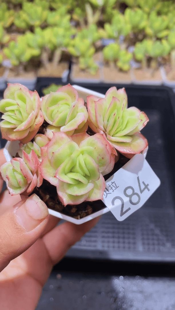 【闪购商品】284冰玫瑰锦
