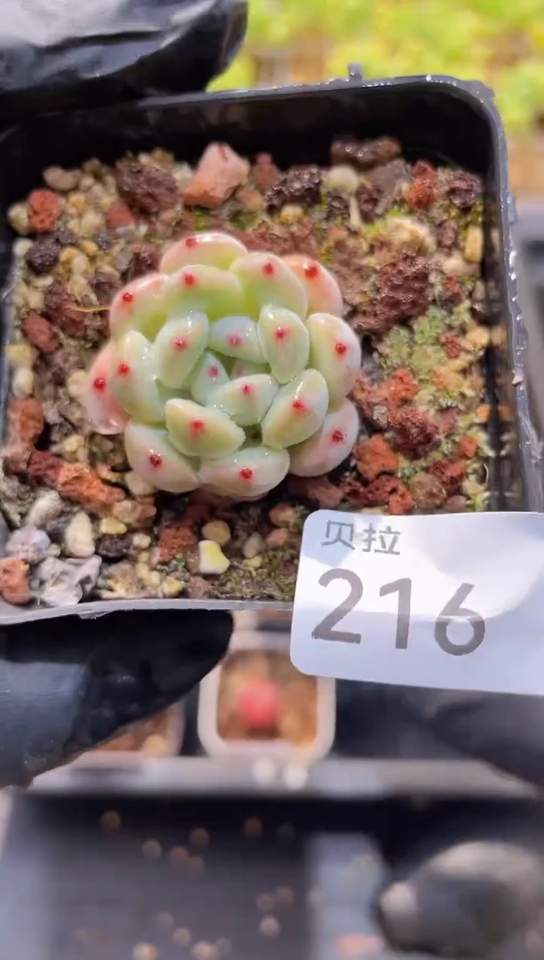 【闪购商品】216雪爪