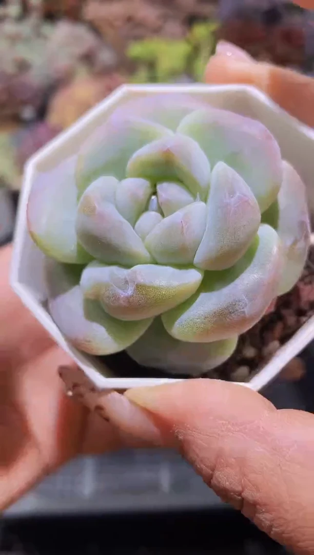 【闪购商品】712琥珀大鱼带盆土