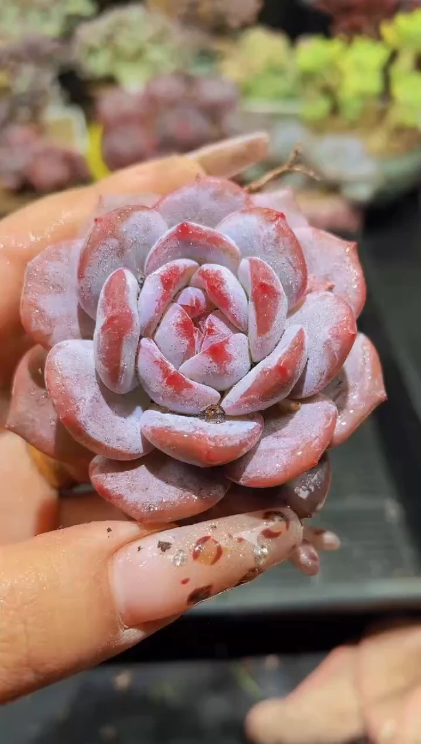 【闪购商品】111星影