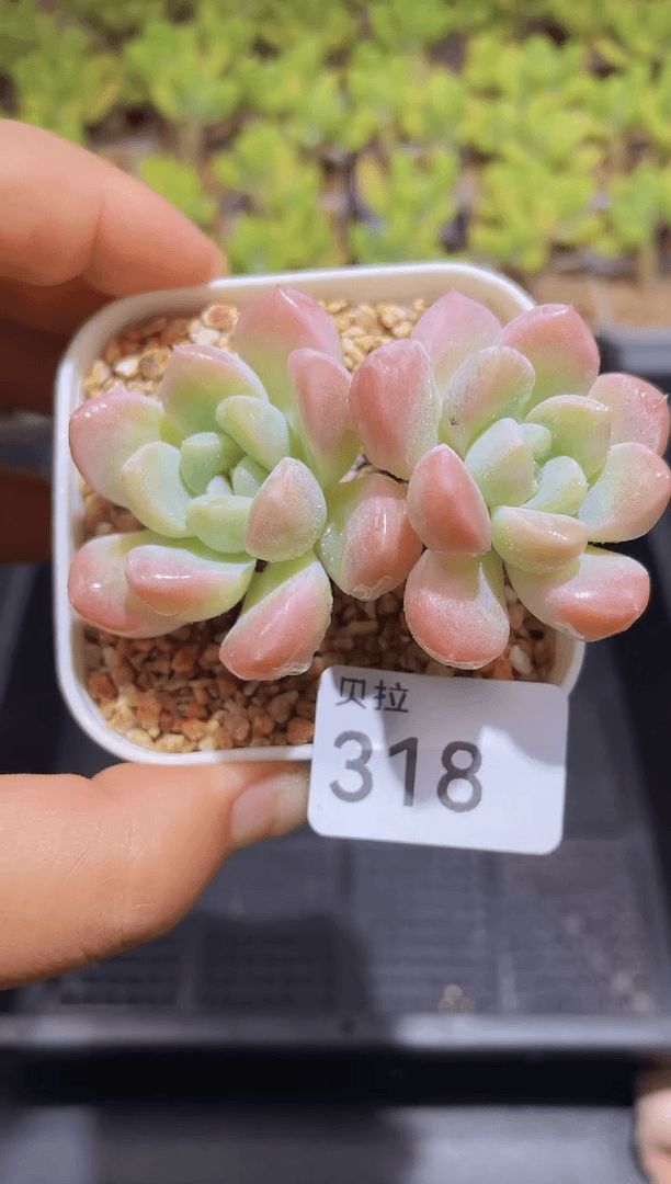 【闪购商品】318奶糖