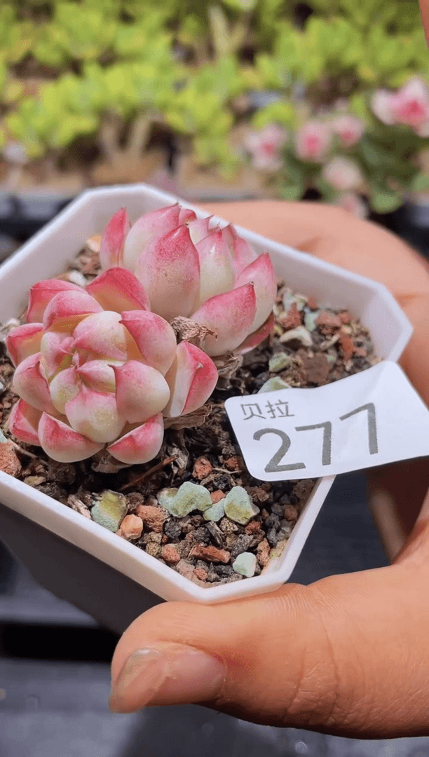 【闪购商品】277糖心女王