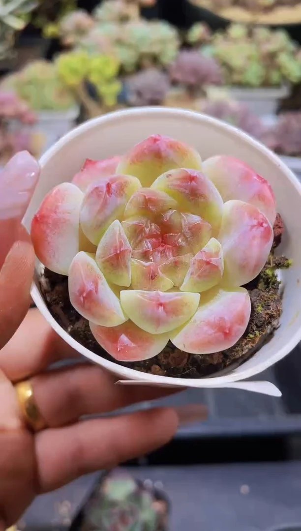 【闪购商品】601冰魄