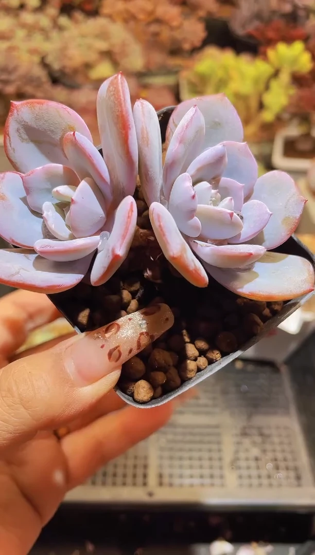 【闪购商品】390奶茶