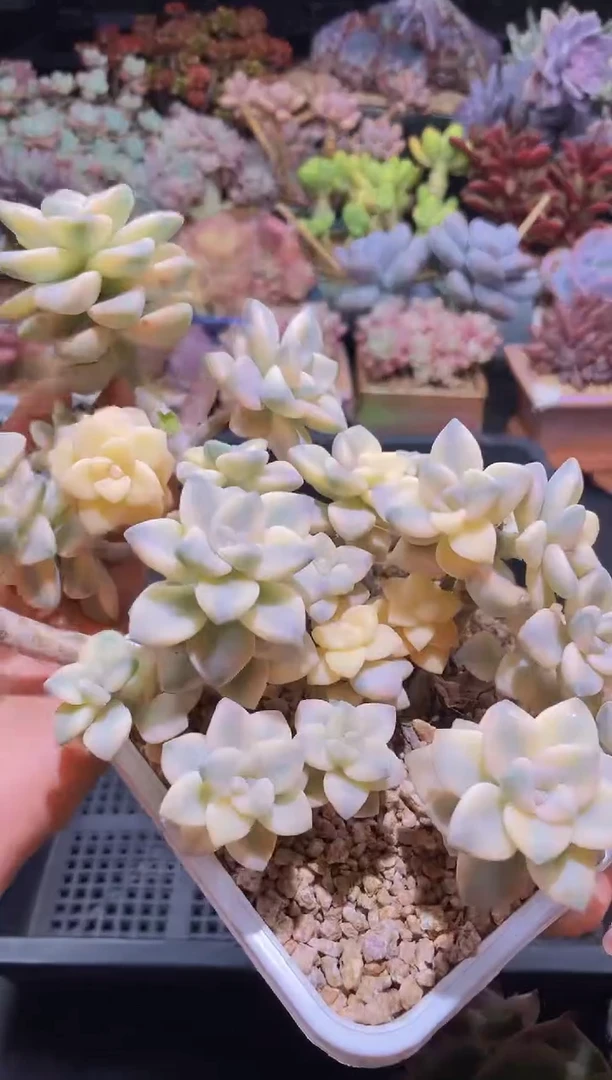 【闪购商品】290美杏锦