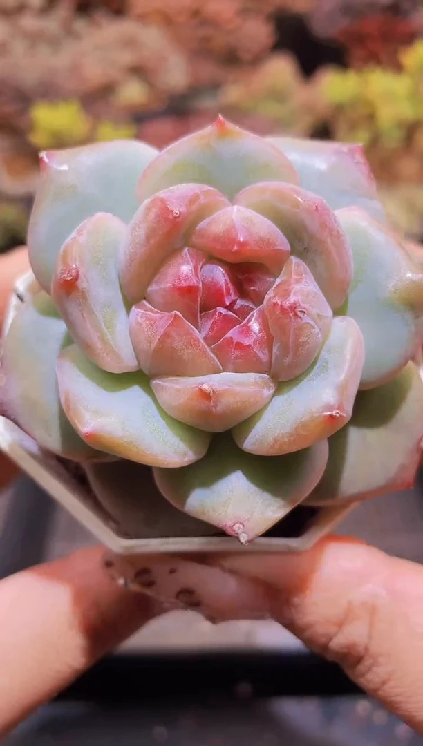 【闪购商品】655钻石珍妮带盆土