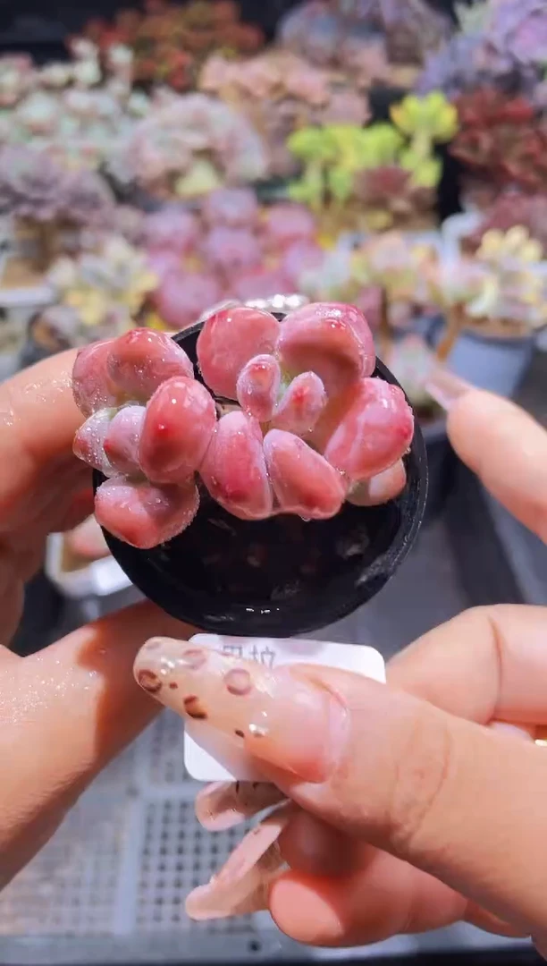 【闪购商品】810洛神带盆土