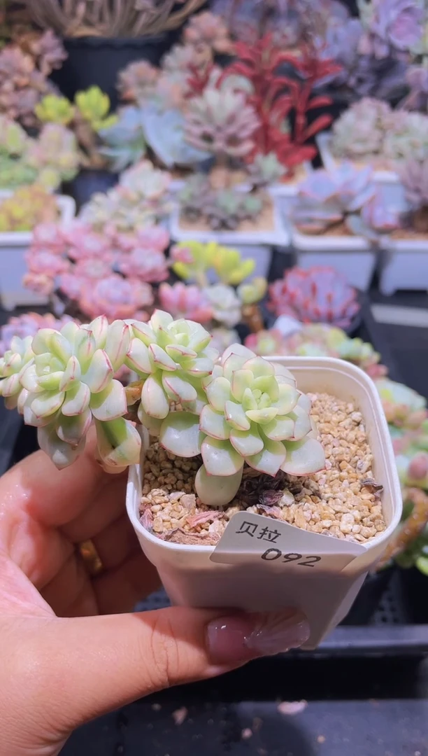 【闪购商品】092探戈