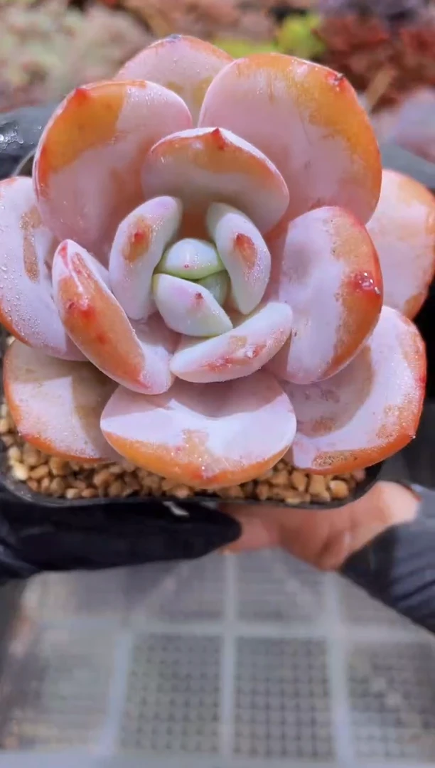 【闪购商品】481奶茶