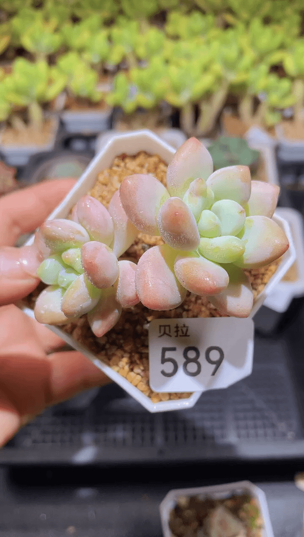 【闪购商品】589樱花洛神