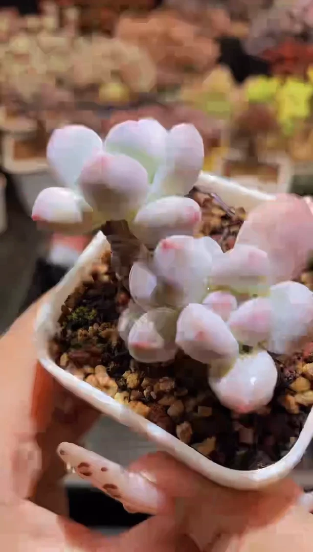 【闪购商品】974香水