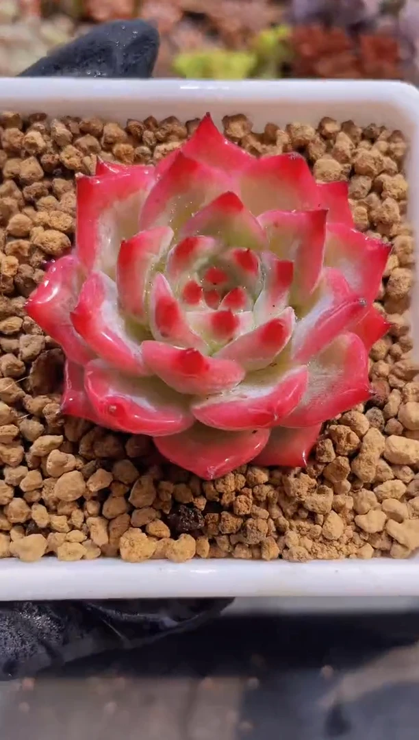 【闪购商品】392ak玛丽亚