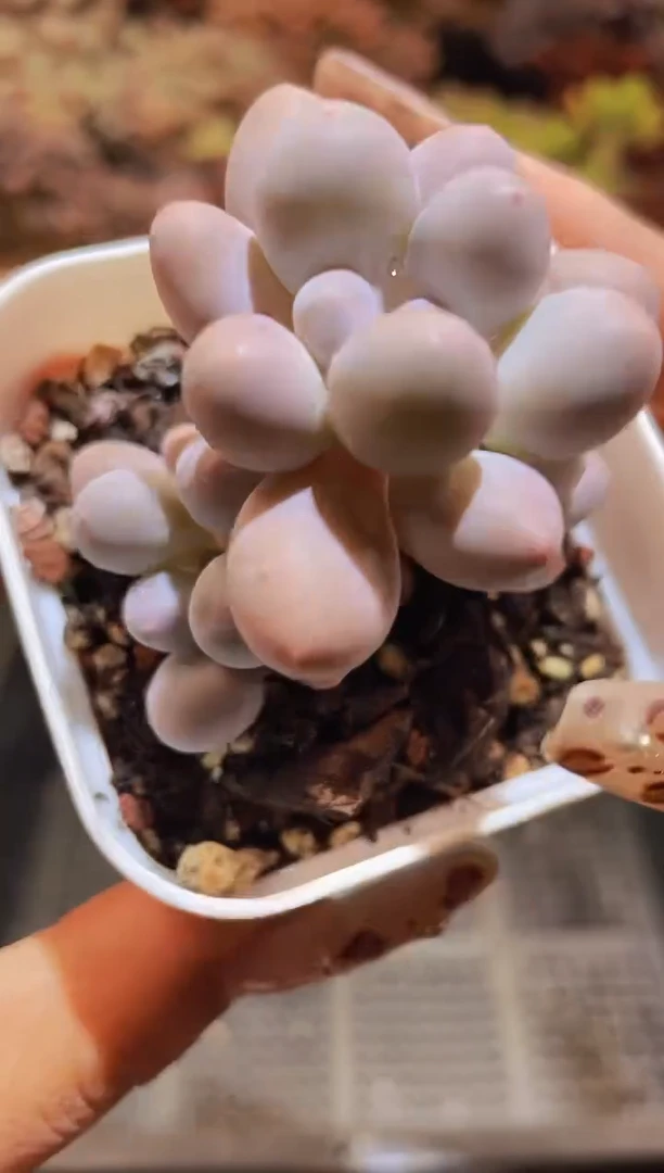 【闪购商品】401汤圆