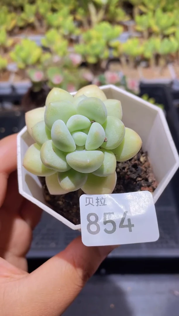 【闪购商品】854泡泡糖带盆土发