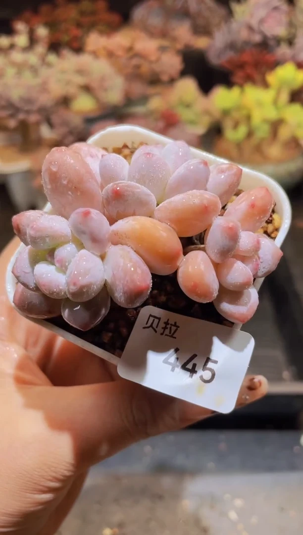 【闪购商品】445香水