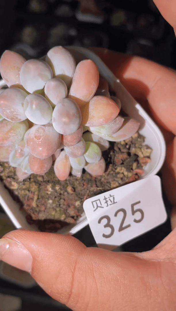 【闪购商品】325汤圆
