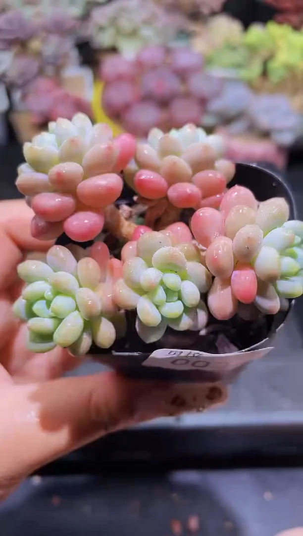 【闪购商品】003鱼子酱