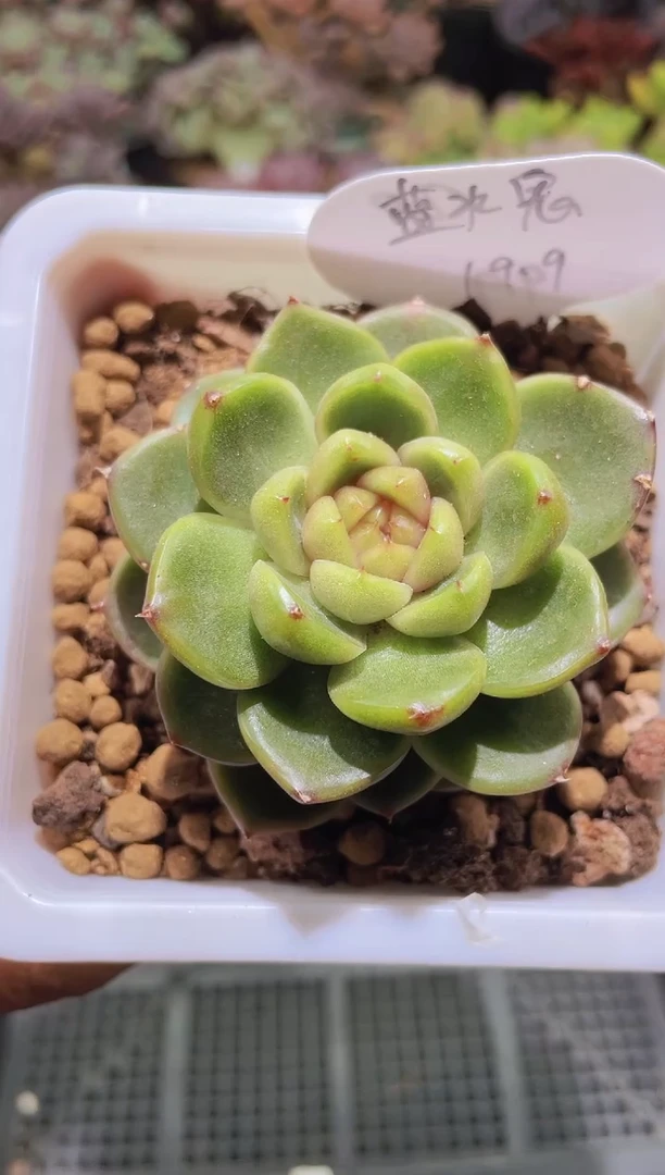 【闪购商品】215蓝水贵